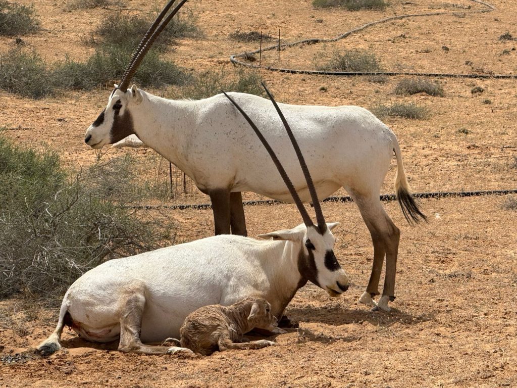 الحياة الفطرية