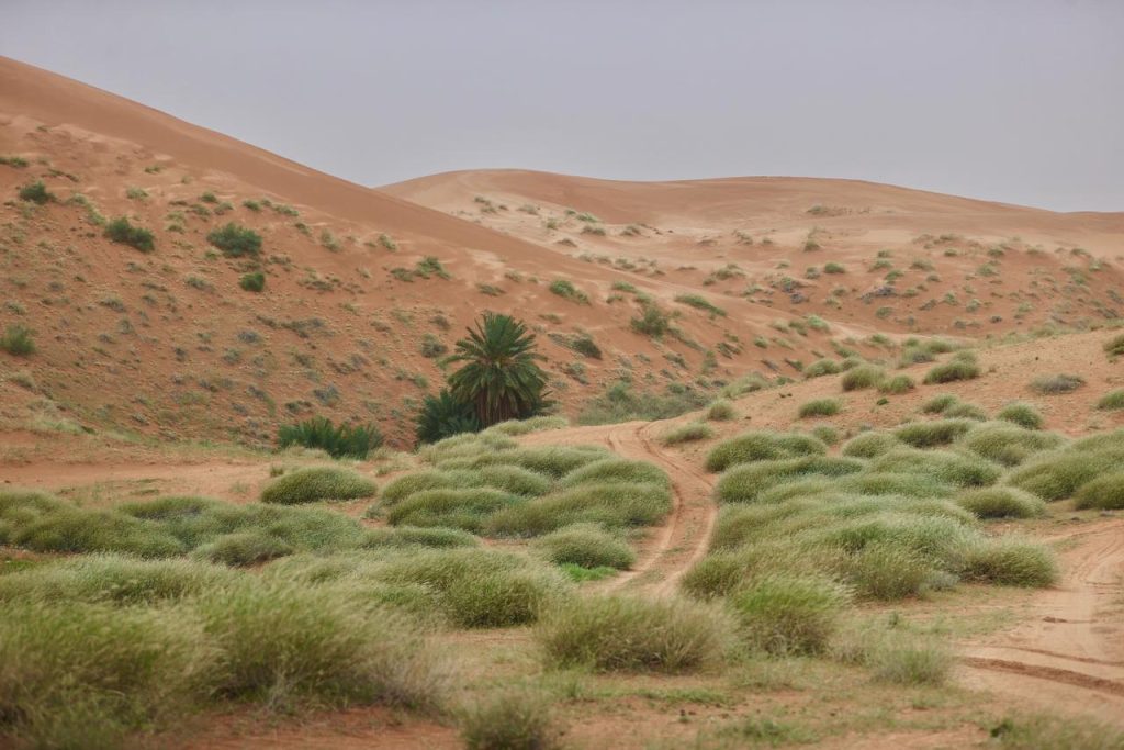 واحات المذنب